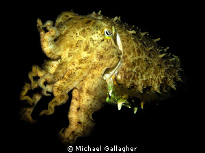 Yellow cuttlefish on a night-dive in Komodo National Park... by Michael Gallagher 